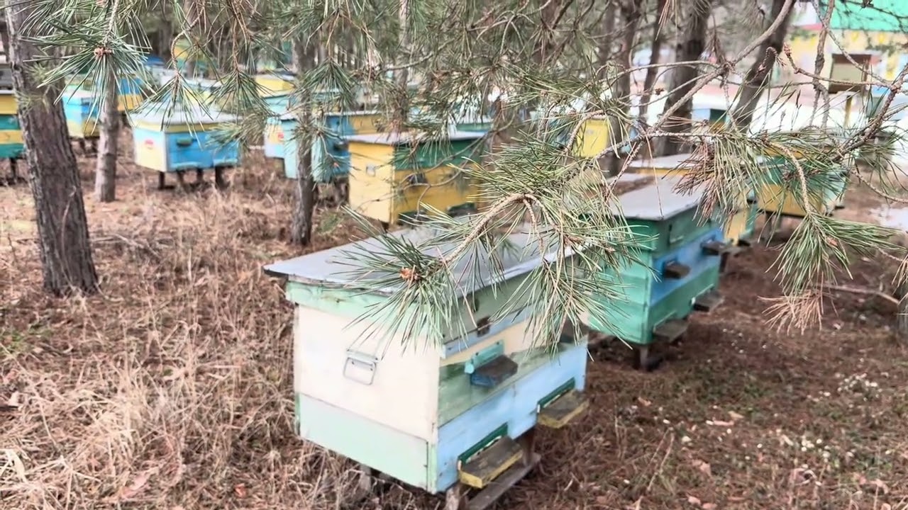 ЯД МЕДОНОСНЫХ ПЧЁЛ.