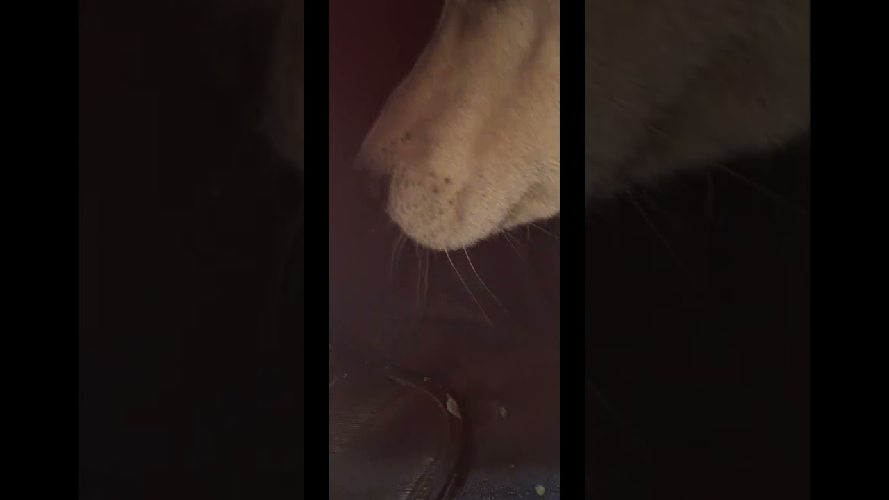 Primer video, me sali a pintar graffiti ilegal en el dia de la caida de el mencho por madrugada☠️💩