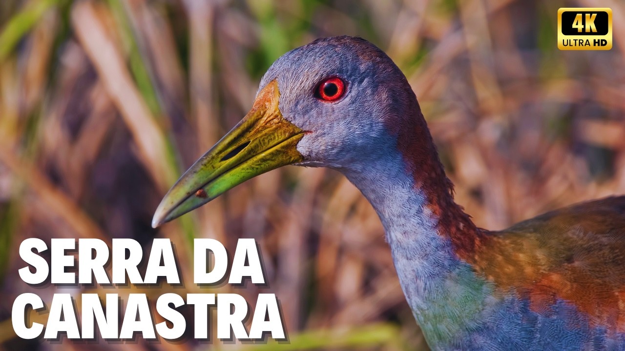 🌎 Coração Selvagem do Brasil | A SERRA DA CANASTRA: Uma Odisseia Pela Vida em Estado Puro