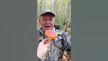 В батином пузе всё сгниет.