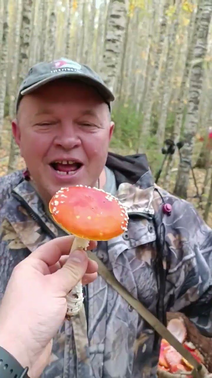 Чем полезны сушеные мухоморы?