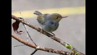 SUARA 1 ANAKAN BURUNG PRENJAK TAMU/PRENJAK KEPALA MERAH@Mudi Channel