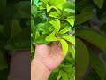 শখের ছাদ বাগান 🌷 #greenrooftop #gardenplants #shorts