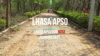 Lhasa Apso Dog Rose Running Fast  Lhasa Dog  Lasa Dog Breed  Candid Feet  4K