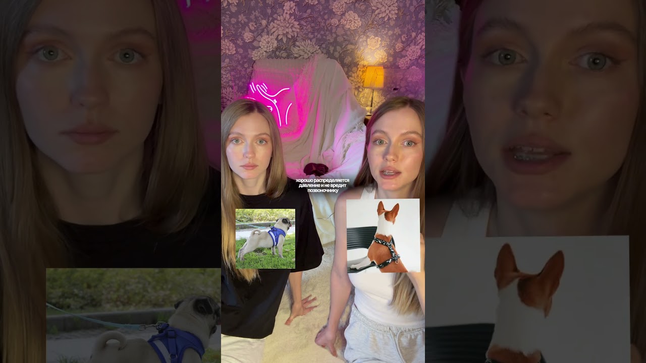 Амуниция: какую выбрать? 