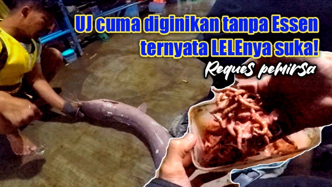 Racikan ulat jerman tanpa essen ternyata gacor! umpan ikan lele jitu saat hujan