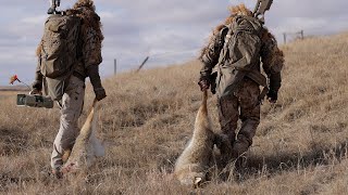 Calling Coyotes By Bull Elk!  Predator Hunting SUPPRESSED: SHOCKER DOUBLE.