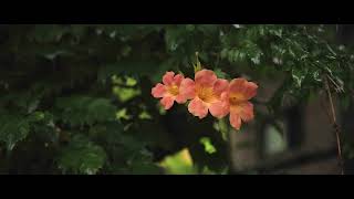 Canon EOS 5D Mark II | Magic Lantern | 23.976fps | 2.35:1 | TAMRON 24-70mm f2.8 | 4K Video Canon EOS 5D Mark II | Magic Lantern | 23.976fps | 2.35:1 | TAMRON 24-70mm f2.8 | 4K Video