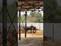 #shravanseva #cow #gaumata #trending #indiancow #youtubeshorts