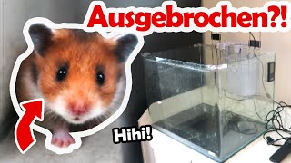 Babyhamster bricht aus!? Neues Aquarium  Haustier Vlog  Leben mit Hund, Hamster und Co.