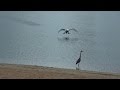 Heron comes too close to swan chicks.