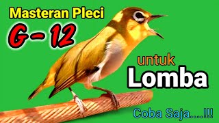 PLECI GACOR suara ngalas - MASTERAN PLECI G12 untuk LOMBA, Coba Saja..!!!