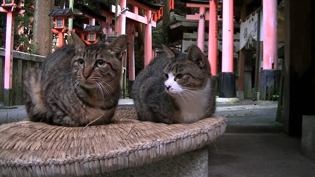 伏見稲荷の猫 Fushimi Inari Cats Youtube