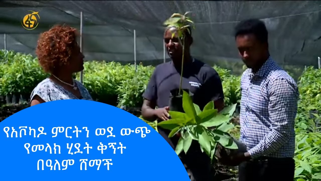 የአቮካዶ ምርትን ወደ ውጭ የመላክ ሂደት ቅኝት በዓለም ሸማች