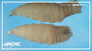 First US human case of screwworm confirmed