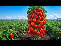 How To Grow BELL PEPPERS 🌶 At Home With New Method!??#short#viral#tranding