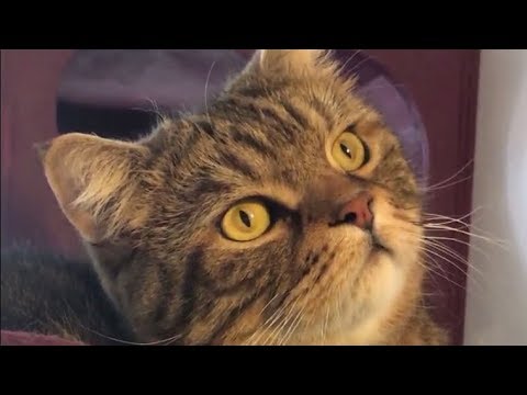 Video: Come Aprire Un Caffè Per Gli Amanti Dei Gatti