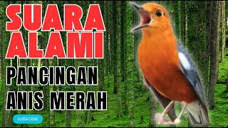 Download Lagu MACETAN PASTI NYAUT, ANIS MERAH GACOR INI 1000% JITU TUK PANCINGAN ANIS MERAH MACET BIAR BUNYI | 12 MP3
