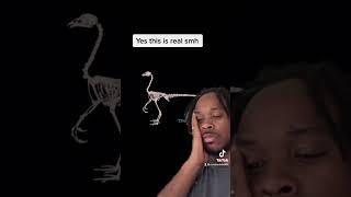 Worlds First Chicken Dinosaur