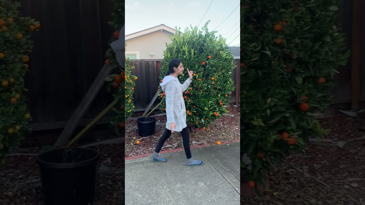 Obejrzyj 5 Fruits in my Backyard! #2024 #california #citrus #fruit #teen #fyp #fruits w YouTube Obejrzyj 5 Fruits in my Backyard! #2024 #california #citrus #fruit #teen #fyp #fruits w YouTube