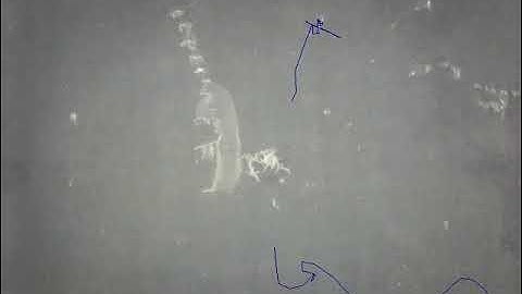 C. elegans nematode orienting to a THERMAL gradient 5