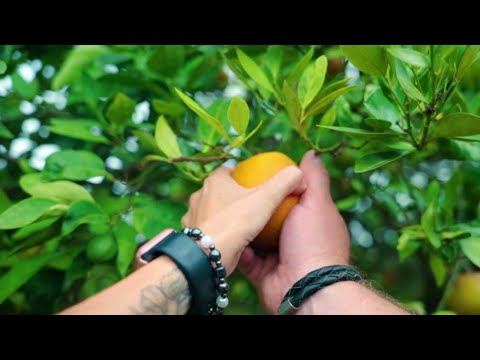 U-Pick at the Showcase of Citrus