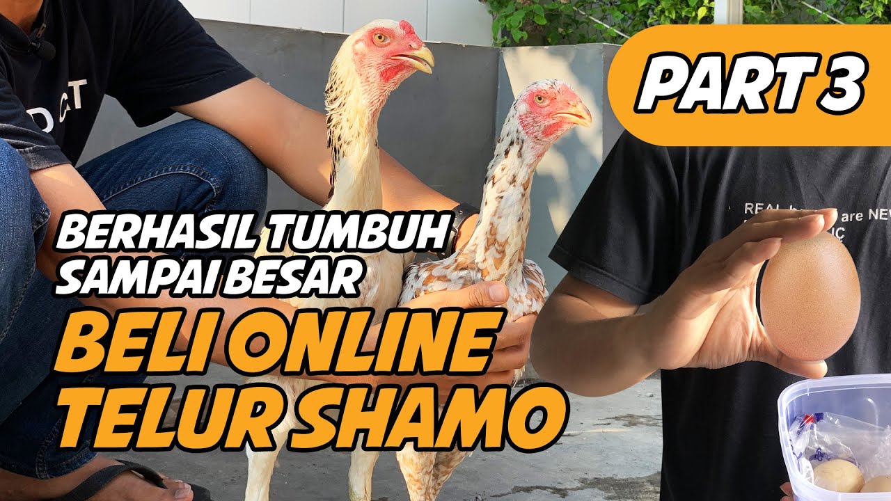 Update Telur Ayam Shamo Hasil Beli Online, Berhasil Tumbuh Hingga Sangat Besar. Ini Penampakannya!!