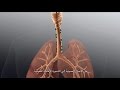 Advanced Bronchoscopy for Lung Diagnosis