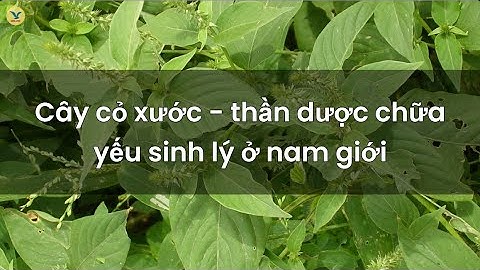 Cây cỏ xước - Thần dược chữa yếu sinh lý ở nam giới