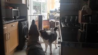 Part 1 Skye Siberian Husky and Tala Czechoslovakian Vlcak Wolfdog howling