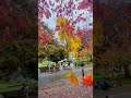 #short #fallseason #canada #beauty #nature #relaxing #status