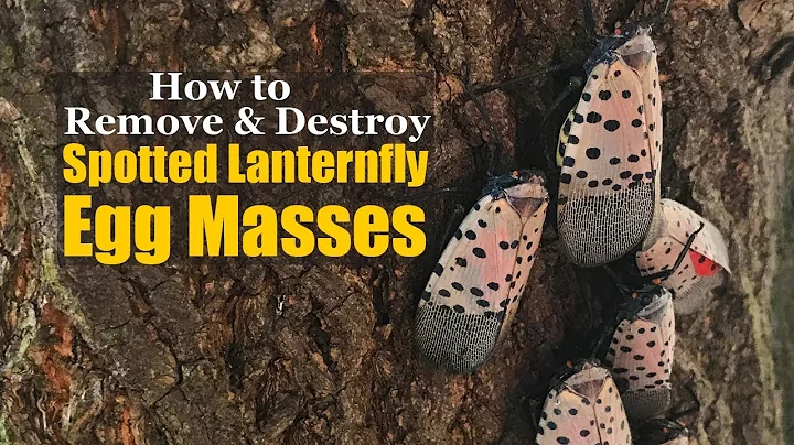 How to Remove and Destroy Spotted Lanternfly Egg Masses