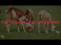The Three Billy Goats Gruffed 😄