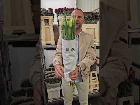 Video: XL tulipány White Mountain