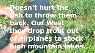 Catch your own bait Blue Creek Chubs or shiners  by WillCFish Tips and Tricks.