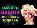 Какой ты ЦВЕТОК по Знаку Зодиака