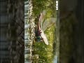 Pokédex de Johto part.10 : 098 - 106 #pokemon