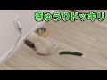 猫にきゅうりドッキリ！