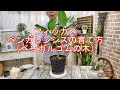 フィッカス ベンガレンシスの育て方（ベンガルゴムの木）