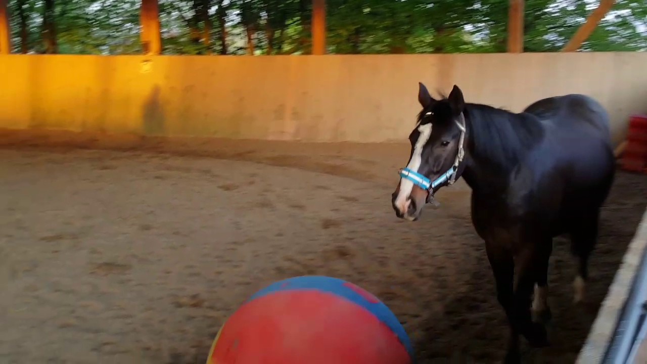 Men and Horse playing Football YouTube