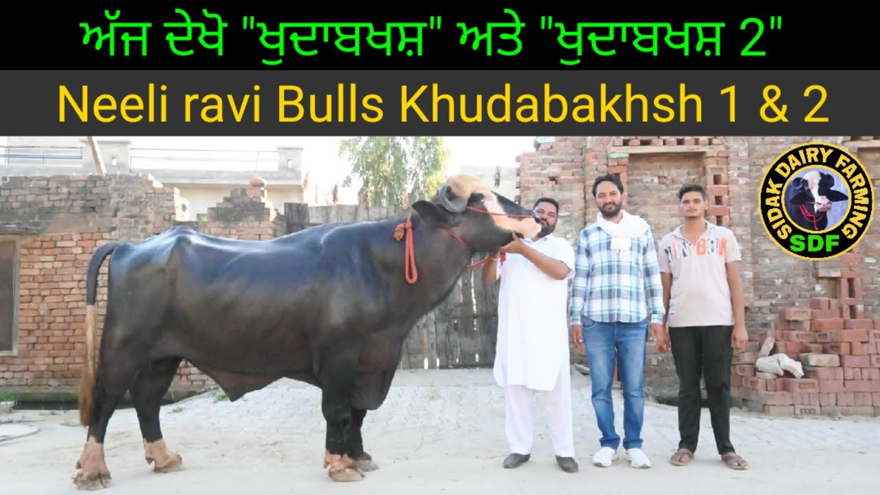 ਨੀਲੀ ਰਾਵੀ ਦਾ 