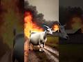 Goat injured by dangerous fire rescued by brave farmers#shorts #animals #emtionalstory #emotional