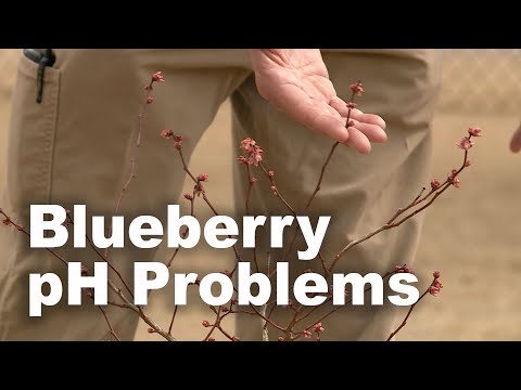 Video: Co způsobuje borůvkovou chlorózu: Důvody odbarvených borůvkových listů