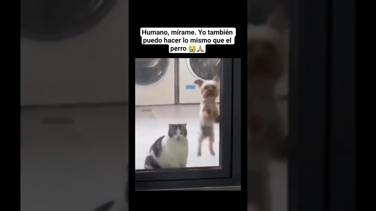 Humano, mírame. Yo también puedo hacer lo mismo que el perro 😭🙏 #shorts #cat