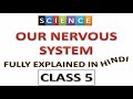our nervous system class 5 | class 5 the nervous system | science class 5 | class 5 nervous system