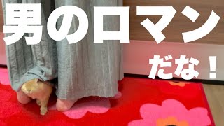 妻のスカートの中で遊ぶうさぎ　#844
