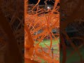 封王瞬間 2024中華職棒上半季冠軍#中華職棒 #統一獅 #啦啦隊