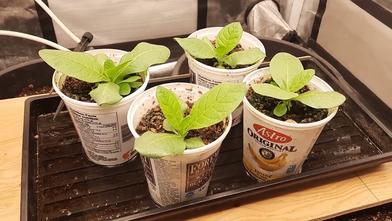 Oriental tobacco grown indoors.