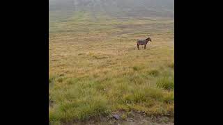 World's Second Highest Plains Deosai Plains | Beautiful Astore Gilgit Baltistan Pakistan| #shorts