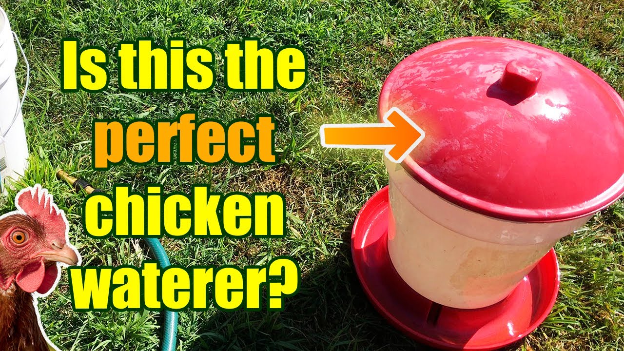 Tractor Supply Chicken waterer review! Comparing 4 of the most common waterers on the homestead
